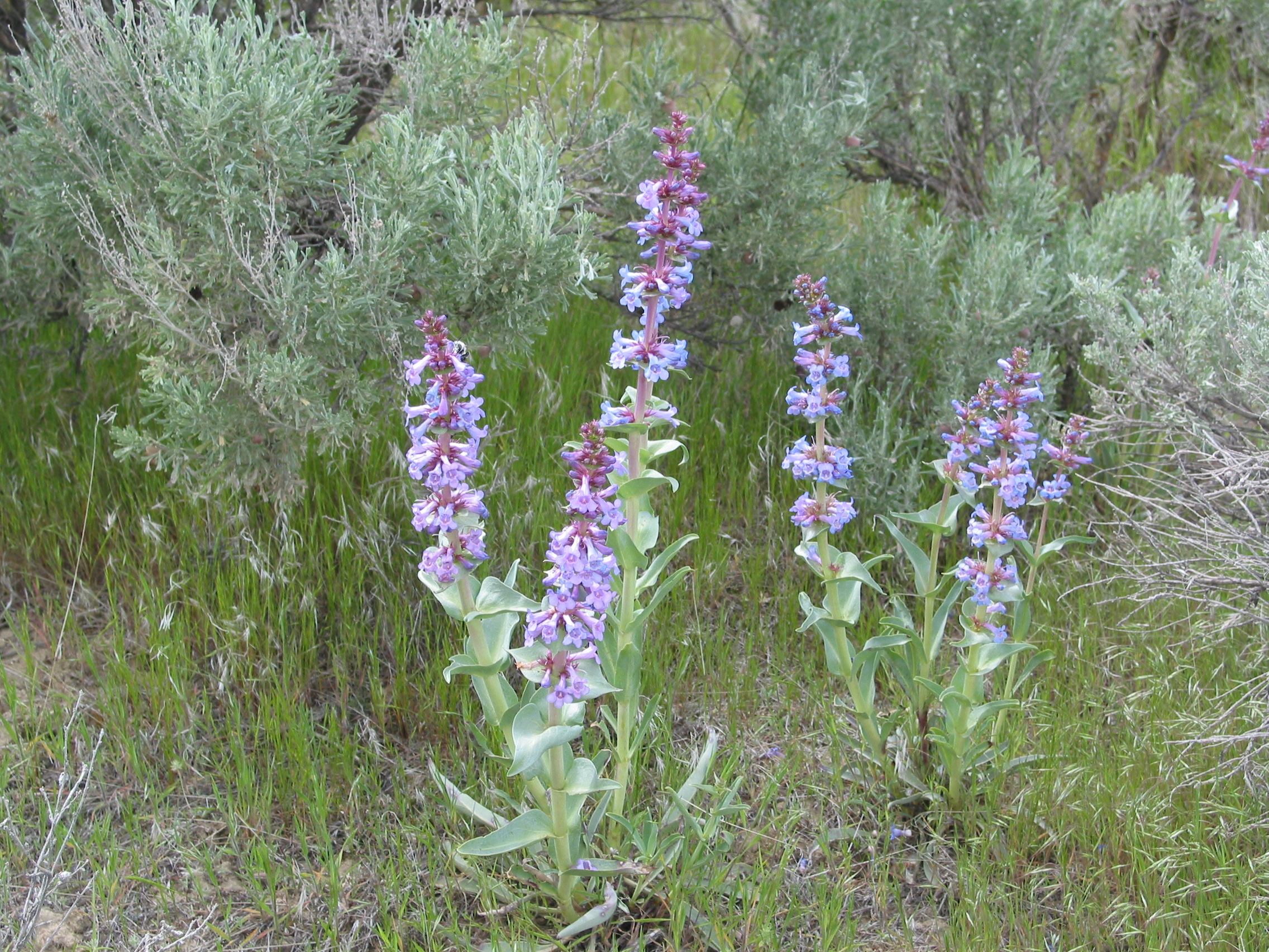 sand-dune penstemon, sand-hill penstemon (Penstemon acuminatus)